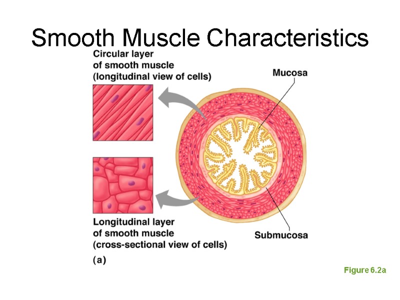 Smooth Muscle Characteristics Figure 6.2a